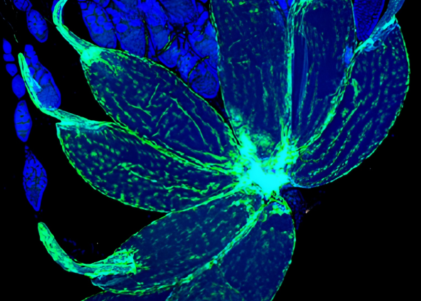 Novo estudo revela o mecanismo molecular na regulação da ovulação em Drosophila